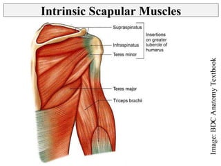 Deltoid Region, Scapular Muscles and Spaces | PPT