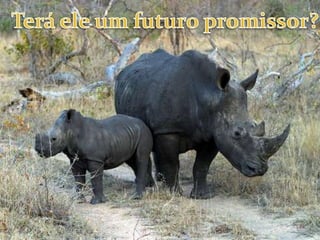 Terá ele um futuro promissor?