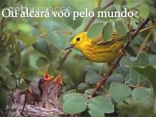 Ou alcarávoô pelo mundo?