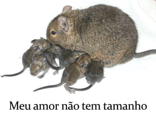 Meu amor não tem tamanho