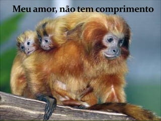 Meu amor, não tem comprimento