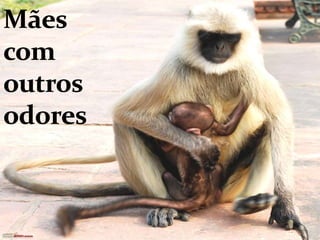 Mães com outros odores