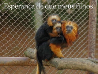 Esperança de que meus filhos