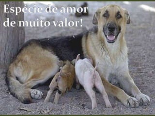 Espécie de amor de muito valor!