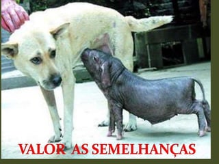 VALOR  AS SEMELHANÇAS