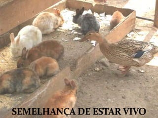 SEMELHANÇA DE ESTAR VIVO
