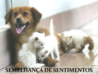 SEMELHANÇA DE SENTIMENTOS