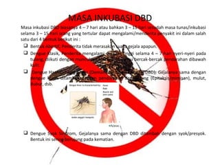MASA INKUBASI DBD
Masa inkubasi DBD biasanya 4 – 7 hari atau bahkan 3 – 15 hari sesudah masa tunas/inkubasi
selama 3 – 15 hari orang yang tertular dapat mengalami/menderita penyakit ini dalam salah
satu dari 4 bentuk berikut ini :
 Bentuk Abortif, Penderita tidak merasakan suatu gejala apapun.
 Dengue Klasik, Penderita mengalami demam tinggi selama 4 – 7 hari nyeri-nyeri pada
tulang, diikuti dengan munculnya bintik-bintik atau bercak-bercak pendarahan dibawah
kulit.
 Dengue Haemorhagig Fever (Demam Berdarah Dengue/DBD), Gejalanya sama dengan
dengue klasik ditambah dengan pendarahan dari hidung (Epitaksis/mimisan), mulut,
dubur, dsb.

 Dengue Syok Sindrom, Gejalanya sama dengan DBD ditambah dengan syok/presyok.
Bentuk ini sering berujung pada kematian.

 