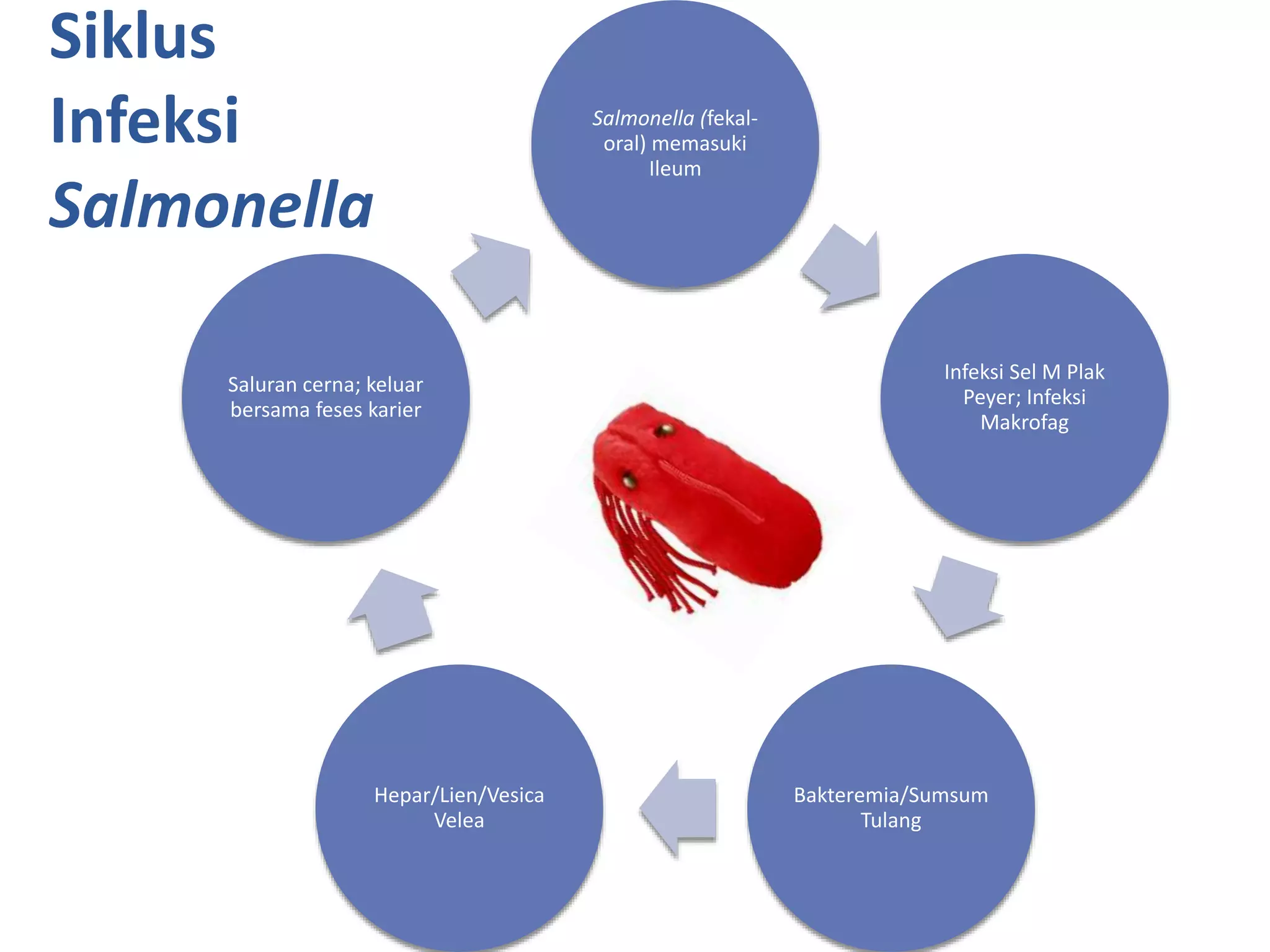 Siklus
Infeksi
Salmonella
Salmonella (fekal-
oral) memasuki
Ileum
Infeksi Sel M Plak
Peyer; Infeksi
Makrofag
Bakteremia/Sumsum
Tulang
Hepar/Lien/Vesica
Velea
Saluran cerna; keluar
bersama feses karier
 