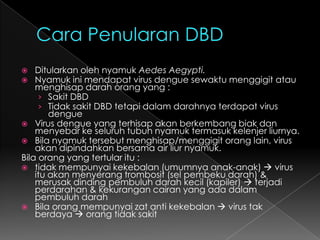 Cara Penularan DBDDitularkan oleh nyamuk Aedes Aegypti.Nyamuk ini mendapat virus dengue sewaktu menggigit atau menghisap darah orang yang :Sakit DBDTidak sakit DBD tetapi dalam darahnya terdapat virus dengueVirus dengue yang terhisap akan berkembang biak dan menyebar ke seluruh tubuh nyamuk termasuk kelenjer liurnya.Bila nyamuk tersebut menghisap/menggigit orang lain, virus akan dipindahkan bersama air liur nyamuk.Bila orang yang tertular itu :tidak mempunyai kekebalan (umumnya anak-anak)  virus itu akan menyerang trombosit (sel pembeku darah) & merusak dinding pembuluh darah kecil (kapiler)  terjadi perdarahan & kekurangan cairan yang ada dalam pembuluh darahBila orang mempunyai zat anti kekebalan  virus tak berdaya  orang tidak sakit