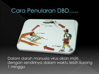 Cara Penularan DBD…..Dalam darah manusia virus akan mati dengan sendirinya dalam waktu lebih kurang 1 minggu