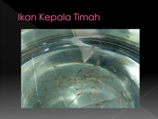 Secara Mekanis  PSN DBDGerakan 3MMenguras bak mandi, drum atau kolam, paling tidak seminggu sekali  gampang air, sulit air  abatisasiMenutuprapat-rapat tempat penampung air, semacam tempayan dan drum, agar nyamuk tidak masuk dan berkembangMenguburbarang2 bekas yang dapat menampung air hujan