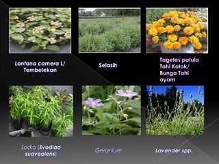 KEGIATAN PSN3MLarvasidingIkanisasiObat Nyamuk SemprotObat Nyamuk GosokplusPencahayaanVentilasiKasa