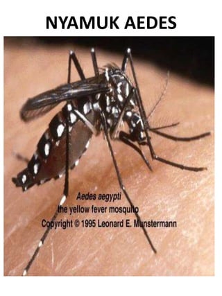 NYAMUK AEDES
 