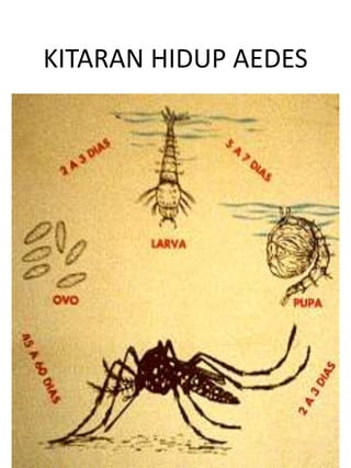 KITARAN HIDUP AEDES
 
