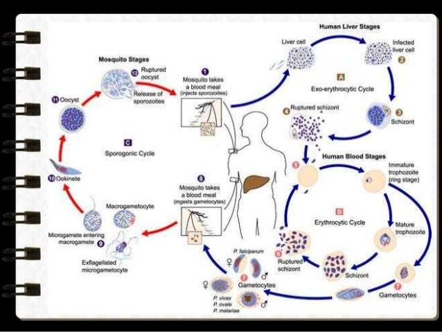 Demam Malaria