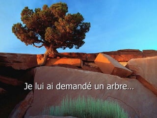 Je lui ai demandé un arbre…
 