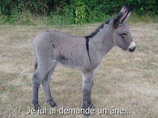 Je lui ai demandé un âne…
 