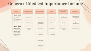 Genera of Medical Importance Include
Mycetoma
White grain
•P. boydii
•Acremonium
•Fusarium
Black grain
•Madurella
mycetomatis
•Exophiala
jeanselmei
•Fonsecaea
spp.
Chromoblastomycosis
Cladosporium
Phialophora
Fonsecaea
spp.
Phaeohyphomycosis
E. jeanselmei
Exophiala
dermatitidis
Curvularia
Bipolaris
Alternaria
Exserohilum
spp.
Sinusitis
Alternaria
Bipolaris
Exserohilum
Curvularia
Mycotic Keratitis &
Endophthalmitis
E.
dermatitidis
Bipolaris
Curvularia
spp.
Brain abscess
Cladophialoph
ora bantiana
E.
dermatitidis
Bipolaris spp.
 