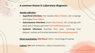 A common theme in Laboratory diagnosis:
Sample collection:
• Superficial infections: Hair nodules (Black Piedra), skin scrapings
and biopsy (Tinea Nigra).
• Subcutaneous infections: Grains (Mycetoma), skin scrapings with
black dots or biopsy specimen (Chromoblastomycosis).
• Systemic infections: Aspirates from cysts, curretings from
plaques, nodules and drained abscesses (Phaeohyphomycosis).
Direct examination: KOH Mount (20%)- morphology of hyphae.
Culture: SDA with antibiotics- colony characteristics.
 