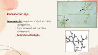Cladosporium spp.
Microscopically: Long chains of elliptical conidia
(blastoconidia).
Borne from erect, tall, branching
conidiophores.
Dysjunctor & shield cells.
 