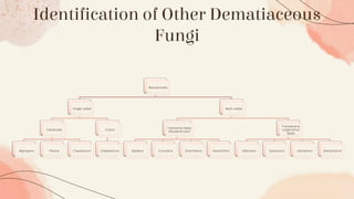Identification of Other Dematiaceous
Fungi
Macroconidia
Single-celled
Individually
Nigrospora Phoma Chaetomium
Chains
Cladosporium
Multi-celled
Transverse Septa
(Perpendicular)
Bipolaris Curvularia Dreschslara Exserohilum
Transverse &
Longitudinal
Septa
Alternaria Epicoccum Ulocladium Stemphylium
 