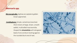 Alternaria spp.
Microscopically: Hyphae are septate & golden
brown pigmented.
Conidiophore: Simple, sometimes branched.
Short chains of large, brown, smooth
walled, multicelled macroconidia.
Shaped like drumsticks with elongated
beak of one conidium butting against
the rounded blunt end of next.
 
