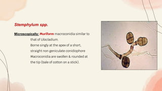 Stemphylum spp.
Microscopically: Muriform macroconidia similar to
that of Ulocladium.
Borne singly at the apex of a short,
straight non geniculate conidiophore
Macroconidia are swollen & rounded at
the tip (bale of cotton on a stick).
 