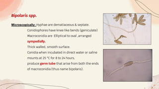 Bipolaris spp.
Microscopically: Hyphae are dematiaceous & septate.
Conidiophores have knee like bends (geniculate)
Macroconidia are Elliptical to oval ,arranged
sympodially.
Thick walled, smooth surface.
Conidia when incubated in direct water or saline
mounts at 25 °C for 8 to 24 hours,
produce germ tube that arise from both the ends
of macroconidia (thus name bipolaris).
 