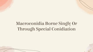 Macroconidia Borne Singly Or
Through Special Conidiation
 