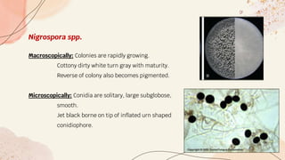 Nigrospora spp.
Macroscopically: Colonies are rapidly growing.
Cottony dirty white turn gray with maturity.
Reverse of colony also becomes pigmented.
Microscopically: Conidia are solitary, large subglobose,
smooth.
Jet black borne on tip of inflated urn shaped
conidiophore.
 