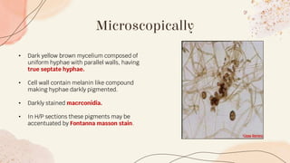 Microscopically
• Dark yellow brown mycelium composed of
uniform hyphae with parallel walls, having
true septate hyphae.
• Cell wall contain melanin like compound
making hyphae darkly pigmented.
• Darkly stained macrconidia.
• In H/P sections these pigments may be
accentuated by Fontanna masson stain.
 