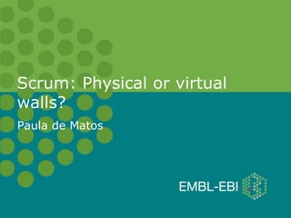 Scrum: Physical or virtual
walls?
Paula de Matos
 