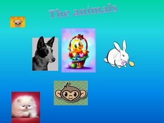 The animals 