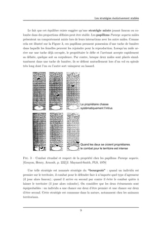 Les strat´egies ´evolutivement stables 
Le fait que cet ´equilibre existe sugg`ere qu’une strat´egie mixte jouant faucon ou co-lombe 
dans des proportions d´efinies peut ˆetre stable. Les papillons Pararge aegaria mˆales 
pr´esentent un comportement mixte lors de leurs interactions avec les autre mˆales. Comme 
cela est illustr´e sur la Figure 3, ces papillons prennent possession d’une tache de lumi`ere 
dans laquelle les femelles peuvent les rejoindre pour la reproduction. Lorsqu’un mˆale ar-rive 
sur une tache d´ej`a occup´ee, le propri´etaire le d´efie et l’arrivant accepte rapidement 
sa d´efaite, quelque soit sa corpulence. Par contre, lorsque deux mˆales sont plac´es simul-tan 
´ement dans une tache de lumi`ere, ils se d´efient mutuellement lors d’un vol en spirale 
tr`es long dont l’un ou l’autre sort vainqueur au hasard. 
Le propriétaire chasse 
systématiquement l’intrus 
Quand les deux se croient propriétaires, l 
le combat pour le territoire est intense 
Fig. 3 – Combat ritualis´e et respect de la propri´et´e chez les papillons Pararge aegarie. 
[Gouyon, Henry, Arnoult, p. 222][J. Maynard-Smith, PLS, 1978] 
Une telle strat´egie est nomm´ee strat´egie du “bourgeois” : quand un individu est 
premier sur le territoire, il combat pour le d´efendre face `a n’importe quel type d’agresseur 
(il joue alors faucon) ; quand il arrive en second par contre il ´evite le combat quitte `a 
laisser le territoire (il joue alors colombe). On consid`ere que les deux ´ev`enements sont 
´equiprobables : un individu a une chance sur deux d’ˆetre premier et une chance sur deux 
d’ˆetre second. Cette strat´egie est commune dans la nature, notamment chez les animaux 
territoriaux. 
9 
 