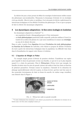 Les strat´egies ´evolutivement stables 
La th´eorie des jeux a donc permis de d´efinir les strat´egies ´evolutivement stables comme 
des ph´enotypes non-envahissables. N´eanmoins la dynamique d’atteinte de ces strat´egies 
n’est pas abord´ee. Afin de traiter ce probl`eme, il est n´ecessaire de d´ecrire explicitement les 
interactions ´ecologiques et d’en d´eduire l’´evolution des ph´enotypes. C’est ce que se propose 
de faire la th´eorie des dynamiques adaptatives. 
4 Les dynamiques adaptatives : le lien entre ´ecologie et ´evolution 
Les dynamiques adaptatives se limitent11 `a : 
– une population ferm´ee, d´emographiquement `a l’´etat stationnaire 
– un trait ph´enotypique quantitatif (taille corporelle, poids des oisillons `a l’envol, in-tensit 
´e de la couleur des plumes etc.) que nous consid´erons ici comme une strat´egie, 
au sens de la th´eorie des jeux 
Dans ce cadre, `a partir d’une ´equation d´ecrivant l’´evolution du trait ph´enotypique 
en fonction de la fitness des individus, cette th´eorie se propose de d´eduire l’´evolution 
du trait `a partir des interactions ´ecologiques dans la population. La difficult´e tient donc 
dans la formalisation du rapport entre fitness et ´evolution. 
4.1 L’´equation de Wright et Fisher 
Un exemple simple permet d’obtenir de premiers r´esultats. Consid´erons une esp`ece 
pour laquelle le choix du partenaire revient aux femelles, ce qui est le cas le plus r´epandu 
quand il y a choix du partenaire. Chez le T´etras-lyre (Tetrao terix ) par exemple, les 
femelles circulent entre les aires de parade (ar`enes) des mˆales et font leur choix en fonction 
de plusieurs param`etres. Certains comme la corpulence, l’intensit´e de la coloration du 
plumage (particuli`erement celui de la queue, en forme de lyre, qui leur vaut leur nom) et 
des caroncules (excroissances de chair en forme de sourcils, de couleur rouge vermillon) 
sont illustr´es dans la Figure 4. 
queue en forme 
de lyre 
caroncules 
corpulence 
Fig. 4 – T´etras lyre mˆale en parade sexuelle 
11il existe ´evidemment des extensions `a cette th´eorie qui permettent de s’affranchir de certaines de ces 
limites mais c’est bien assez compliqu´e comme ¸ca ! 
11 
 