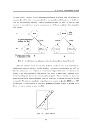 Les strat´egies ´evolutivement stables 
( = une femelle) transmet 2 mitochondries qui induisent la st´erilit´e mˆale `a la g´en´eration 
suivante. La valeur s´elective des mitochondries induisant la st´erilit´e mˆale est le double de 
celle des mitochondries normales : elles se transmettent deux fois plus. Qui plus est, elles 
assurent la p´erennit´e de ce taux de transmission en st´erilisant les plantes dans lesquelles 
elles arrivent. 
n N,mt N,mtS male ^ 
10 grains de pollen 1 ovule 1 ovule 1 ovule 
n+1 
1/2 N 1/2 N,mt 1/2 N,mtS 1/2 N,mtS 
1 2 
Fitness mitochondrie 
= nb de descendants 
stérile 
(1 seul est efficace) 
Fig. 9 – St´erilit´e mˆale cytoplasmique chez les plantes [Marc-Andr´e Selosse] 
L’h´er´edit´e nucl´eaire induit un sex-ratio de 50-50 (c’est son ESS) mais l’h´er´edit´e cy-toplasmique 
biaise ce sex-ratio vers les femelles. L’optimum cytoplasmique est 100% de 
femelles, n´eanmoins, `a cet optimum la population n’est pas viable et il y a extinction des 
plantes et des mitochondries qu’elles portent. Cela induit la s´election de l’apomixie ou de 
r´eversions. Du point de vue des mitochondries, le point 100% de femelles est donc une 
singularit´e ´evolutive non-envahissable (c’est un maximum de fitness) mais qui n’est pas 
atteignable. Ce genre de singularit´e est po´etiquement nomm´e un jardin d’´Eden. Le PIP 
de la Figure 10 caract´erise cette singularit´e r´epulsive (on s’en ´eloigne) et stable (si on 
fixe x = ¯x aucun mutant ne peut envahir). 
_ 
x 
− 
+ 
+ 
− 
1 2 
x 
x’ 
Fig. 10 – Jardin d’´Eden 
17 
 