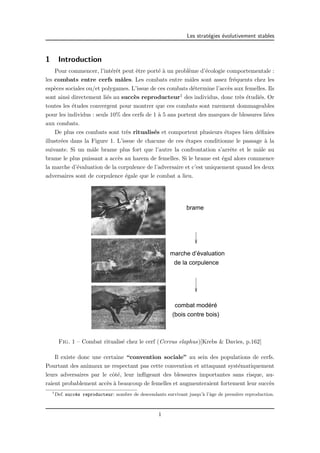 Les strat´egies ´evolutivement stables 
1 Introduction 
Pour commencer, l’int´erˆet peut ˆetre port´e `a un probl`eme d’´ecologie comportementale : 
les combats entre cerfs mˆales. Les combats entre mˆales sont assez fr´equents chez les 
esp`eces sociales ou/et polygames. L’issue de ces combats d´etermine l’acc`es aux femelles. Ils 
sont ainsi directement li´es au succ`es reproducteur1 des individus, donc tr`es ´etudi´es. Or 
toutes les ´etudes convergent pour montrer que ces combats sont rarement dommageables 
pour les individus : seuls 10% des cerfs de 1 `a 5 ans portent des marques de blessures li´ees 
aux combats. 
De plus ces combats sont tr`es ritualis´es et comportent plusieurs ´etapes bien d´efinies 
illustr´ees dans la Figure 1. L’issue de chacune de ces ´etapes conditionne le passage `a la 
suivante. Si un mˆale brame plus fort que l’autre la confrontation s’arrˆete et le mˆale au 
brame le plus puissant a acc`es au harem de femelles. Si le brame est ´egal alors commence 
la marche d’´evaluation de la corpulence de l’adversaire et c’est uniquement quand les deux 
adversaires sont de corpulence ´egale que le combat a lieu. 
brame 
marche d’évaluation 
de la corpulence 
combat modéré 
(bois contre bois) 
Fig. 1 – Combat ritualis´e chez le cerf (Cervus elaphus)[Krebs & Davies, p.162] 
Il existe donc une certaine “convention sociale” au sein des populations de cerfs. 
Pourtant des animaux ne respectant pas cette convention et attaquant syst´ematiquement 
leurs adversaires par le cˆot´e, leur infligeant des blessures importantes sans risque, au-raient 
probablement acc`es `a beaucoup de femelles et augmenteraient fortement leur succ`es 
1Def. succ`es reproducteur: nombre de descendants survivant jusqu’`a l’ˆage de premi`ere reproduction. 
1 
 