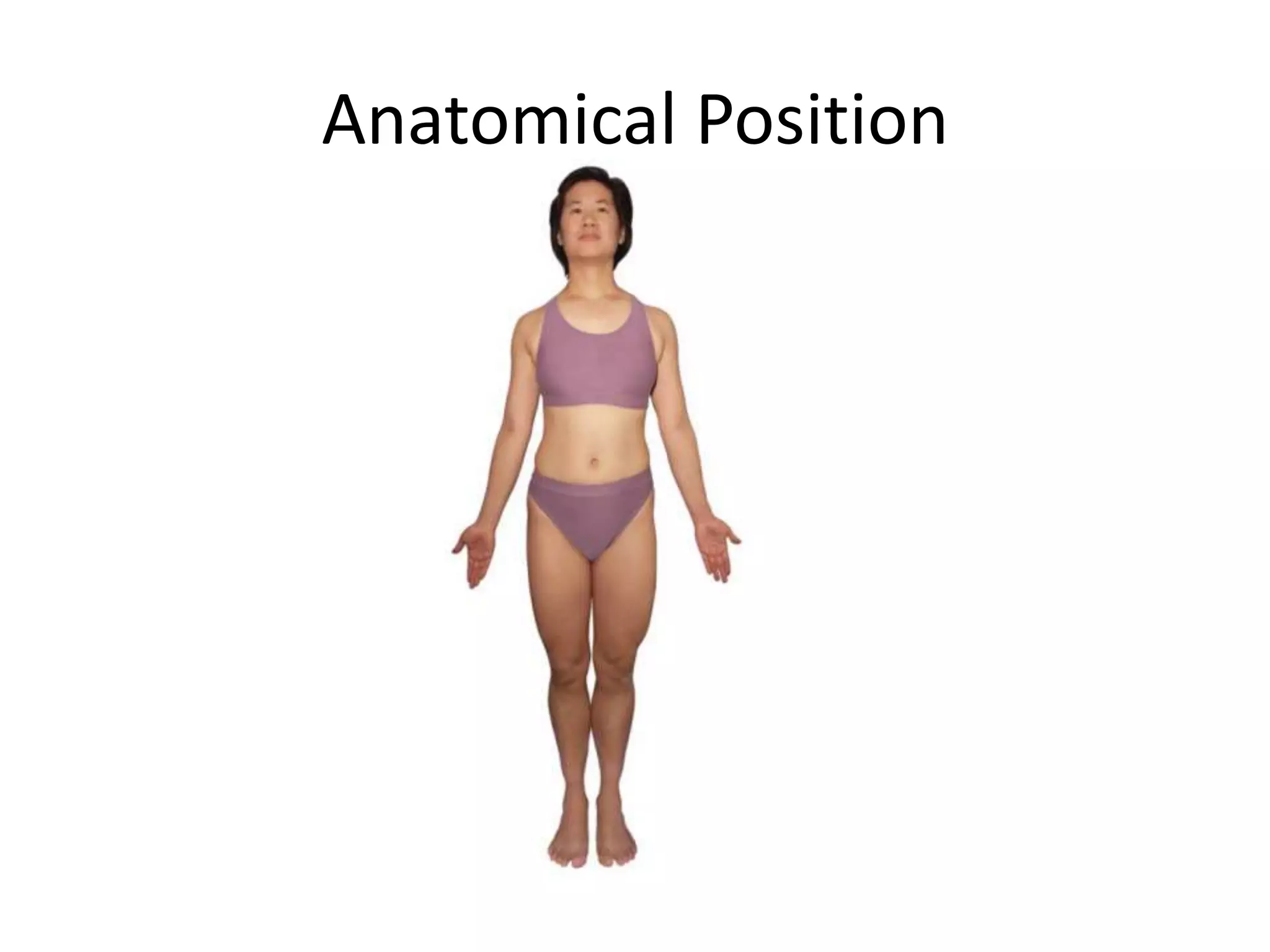 Anatomical Position
 