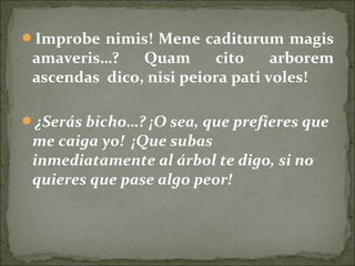 Improbe nimis! Mene caditurum magis
amaveris…? Quam cito arborem
ascendas dico, nisi peiora pati voles!
¿Serás bicho…? ¡O sea, que prefieres que
me caiga yo! ¡Que subas
inmediatamente al árbol te digo, si no
quieres que pase algo peor!
 