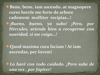 Bene, bene, iam ascendo, at magnopere
cures hercle me forte de arbore
cadentem molliter recipias…!
¡Bueno, bueno, ya subo! ¡Pero, por
Hércules, atiende bien a recogerme con
suavidad, si me caigo…!
Quod maxima cura faciam ! At iam
ascendas, per Iovem!
Lo haré con todo cuidado. ¡Pero sube de
una vez , por Júpiter!
 
