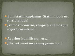 Eum statim capiamus! Statim nobis est
surripiendus!
¡Vamos a cogerlo, venga! ¡Tenemos que
cogerlo ya mismo!
At arbor humilis non est…!
¡Pero el árbol no es muy pequeño…!
 