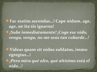Fac statim ascendas…! Cape nidum, age,
age, ne ita sis ignavus!
¡Sube inmediatamente! ¡Coge ese nido,
venga, venga, no me seas tan cobarde…!
Videas quam sit nidus sublatus, immo
egregius…!
¡Pero mira qué alto, qué altísimo está el
nido…!
 