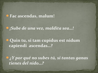 Fac ascendas, malum!
¡Sube de una vez, maldita sea…!
Quin tu, si tam cupidus est nidum
capiendi ascendas…?
¿Y por qué no subes tú, si tantas ganas
tienes del nido…?
 