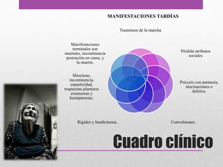 Cuadro clínico
Trastornos de la marcha
Pérdida atributos
sociales
Psicosis con paranoia,
alucinaciones o
delirios.
Convulsiones.Rigidez y bradicinesia.
Mioclono,
incontinencia,
espasticidad,
respuestas plantares
extensoras y
hemiparesias.
Manifestaciones
terminales son
mutismo, incontinencia
postración en cama, y
la muerte.
MANIFESTACIONES TARDÍAS
 