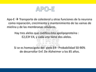 Apo-E  Transporte de colesterol y otras funciones de la neurona
como reparación, crecimiento y mantenimiento de las vainas de
mielina y de las membranas celulares.
Hay tres alelos que codifica ésta apolipoproteína :
E2,E3Y E4, y cada uno tiene dos alelos.
Si se es homocigoto del alelo E4– Probabilidad 50-90%
de desarrollar Enf. De Alzheimer a los 85 años.
 
