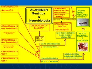 Alzheimer entre los  35 y 65 años Alzheimer ente los 40 y los 85 años 