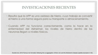 INVESTIGACIONES RECIENTES 
• Resulta que la APP es una oxidasa de hierro, cuyo trabajo es convertir 
el hierro a una forma segura para su transporte o almacenamiento. 
• Cuando APP no funciona correctamente, como lo hace en la 
enfermedad del Alzheimer, los niveles de hierro dentro de las 
neuronas llegan a niveles tóxicos. 
Everett et al. 2014 Ferrous iron formation following the co-aggregation of ferric iron and the Alzheimer's disease peptide β-amyloid (1-42). 
 