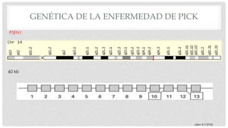 PSEN1 
GENÉTICA DE LA ENFERMEDAD DE PICK 
60 kb 
MIM #172700 
 