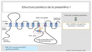 Estructura proteica de la presenilina 1 
Parte del complejo presenilina 
Sitio catalítico de gamma 
secretasa o cofactor? 
Hyslop P, 2012; De Strooper B 2007 
SNP G/T en exon 6 de PSEN1 
gly183-val (G183V) 
 